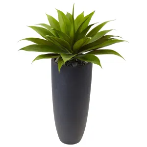 Agave in Gray Cylinder Planter