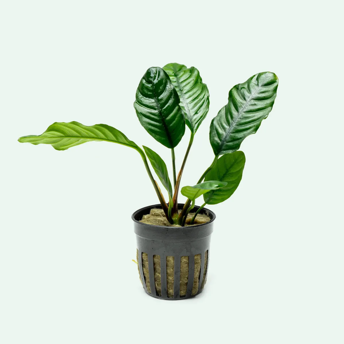 Anubias Barteri Coffeefolia