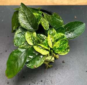 Anubias barteri nana variegated (1 POT)