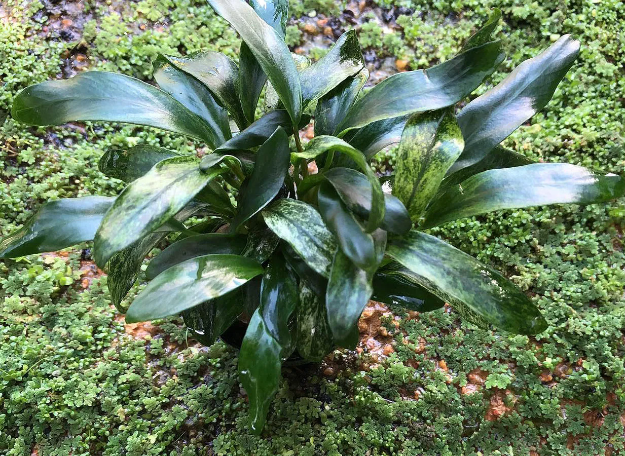 Anubias barteri var glabra variegated (1 POT)