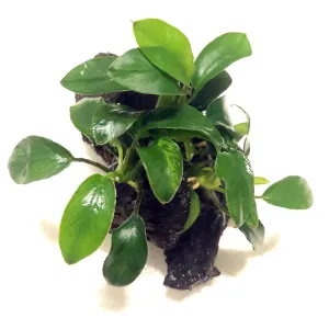 Anubias barteri var. nana 'Bonsai' (On Wood)