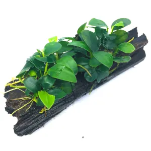 Anubias barteri var. nana 'Petite' (On Wood)