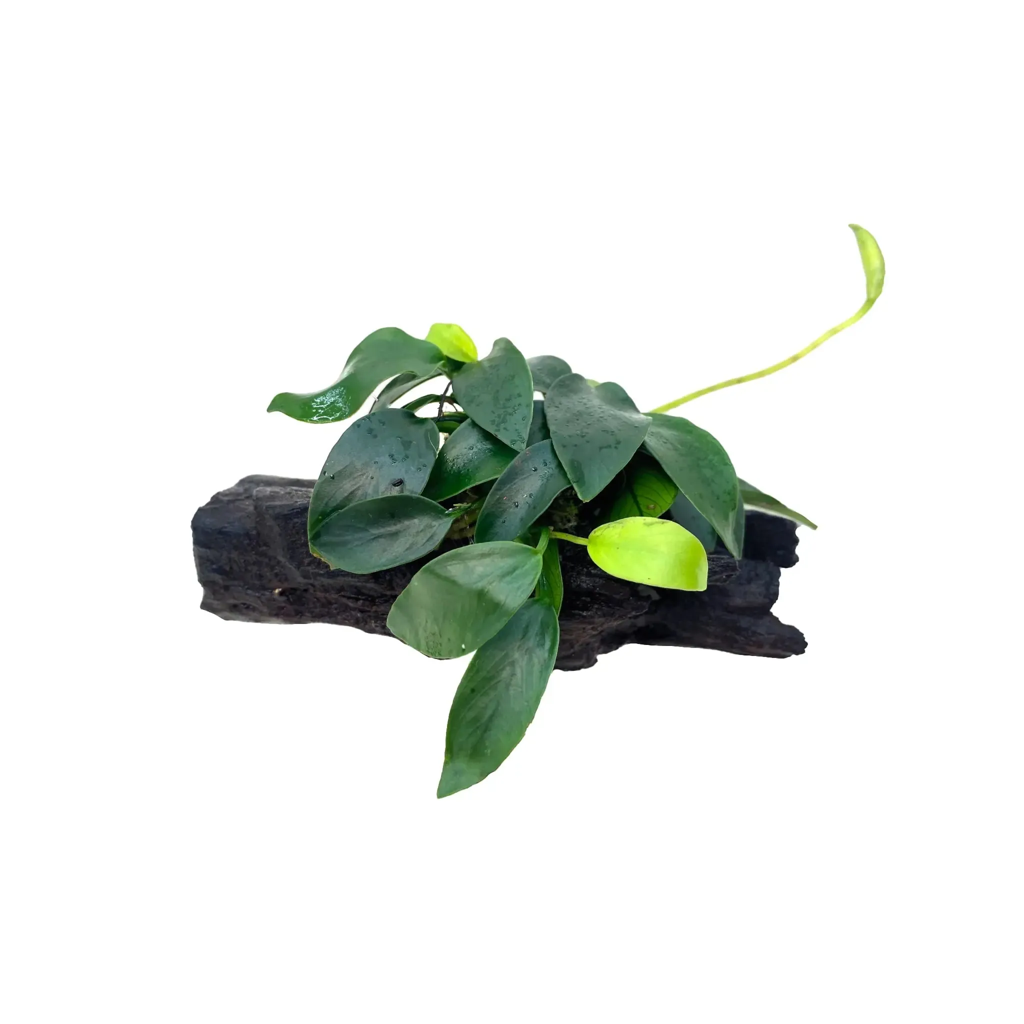 Anubias bonsai on driftwood - Mini