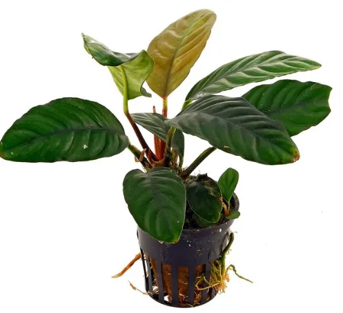 Anubias coffeefolia (1 POT)