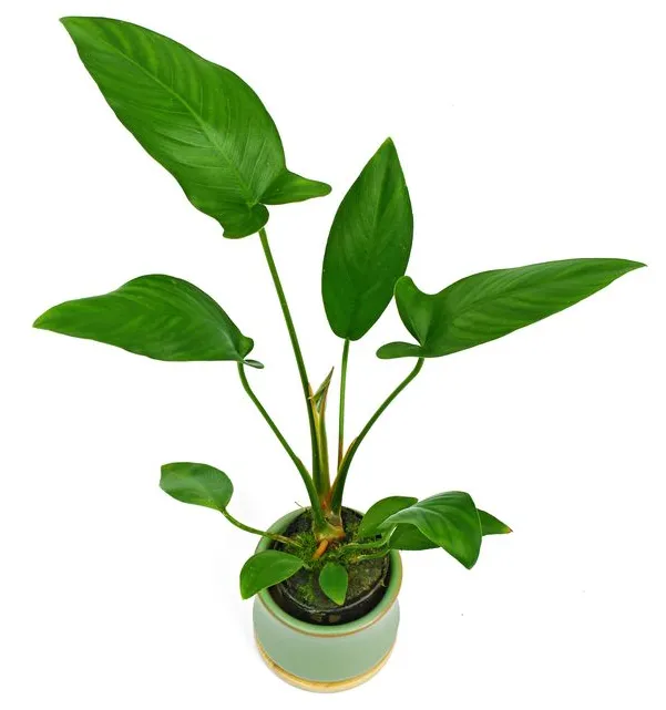 Anubias hastifolia (1 POT)