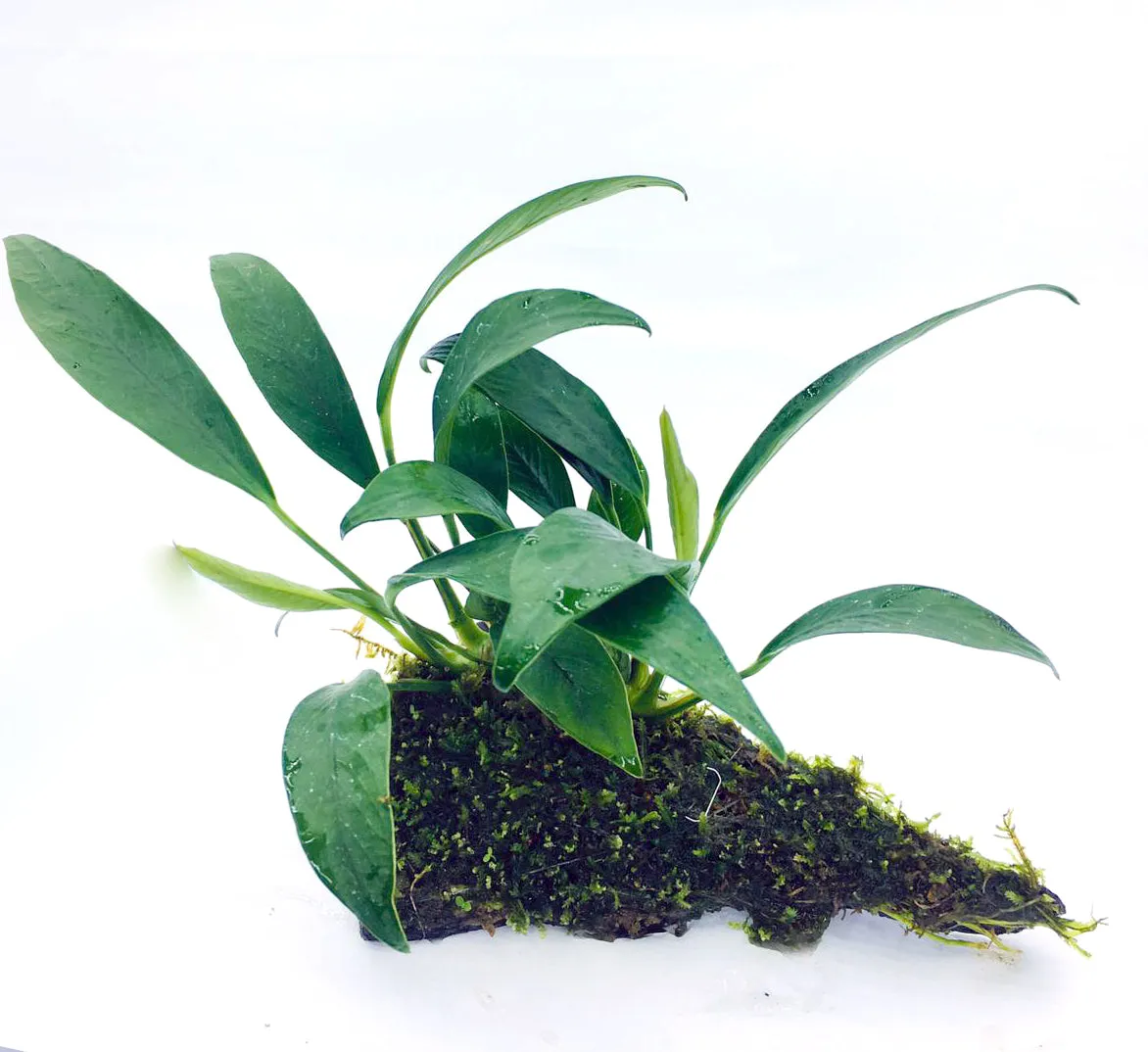 Anubias lancelata (On Wood / With Moss)