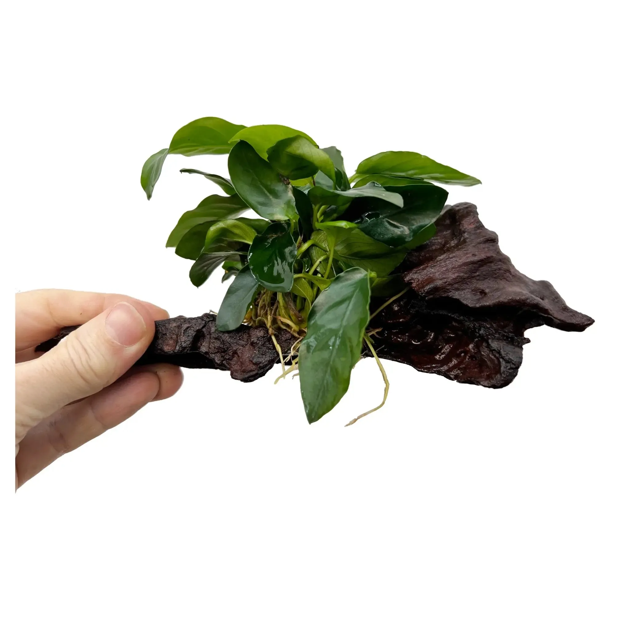 Anubias on Driftwood