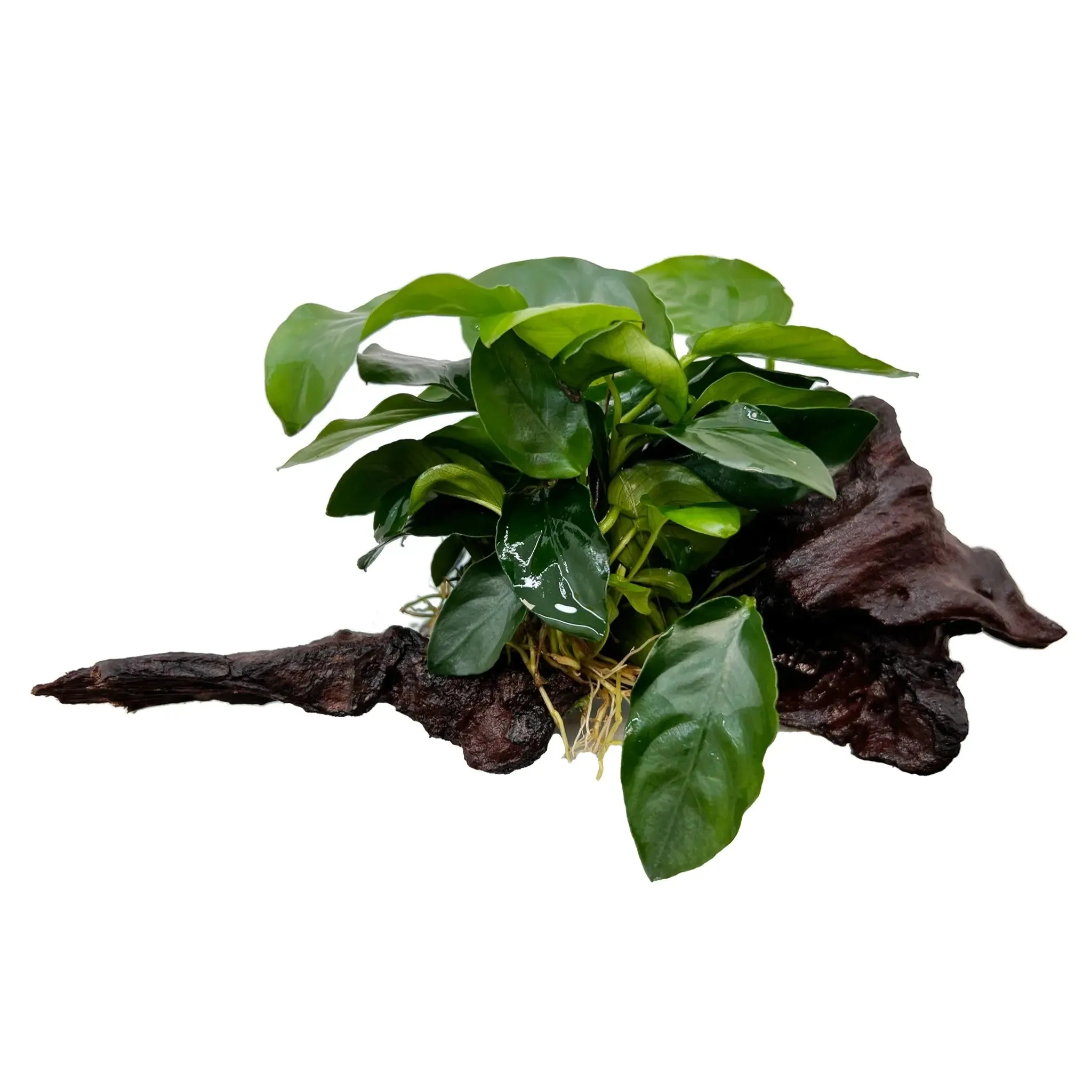 Anubias on Driftwood