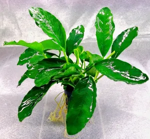 Anubias sp Gabon (1 POT)