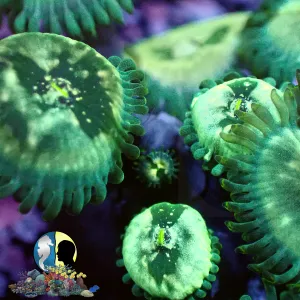 AQUACULTURED ZOA 1