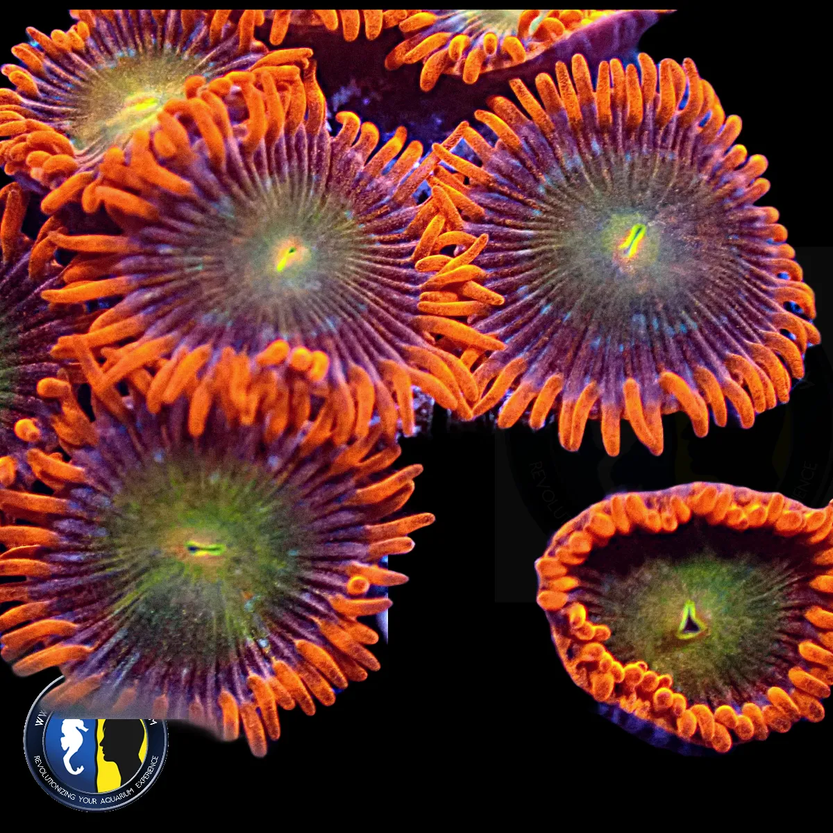 AQUACULTURED ZOA 5