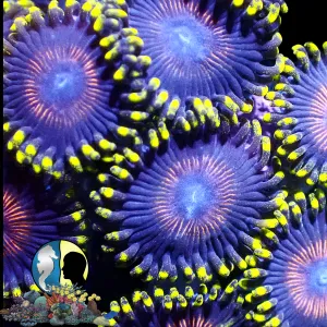 AQUACULTURED ZOA 7