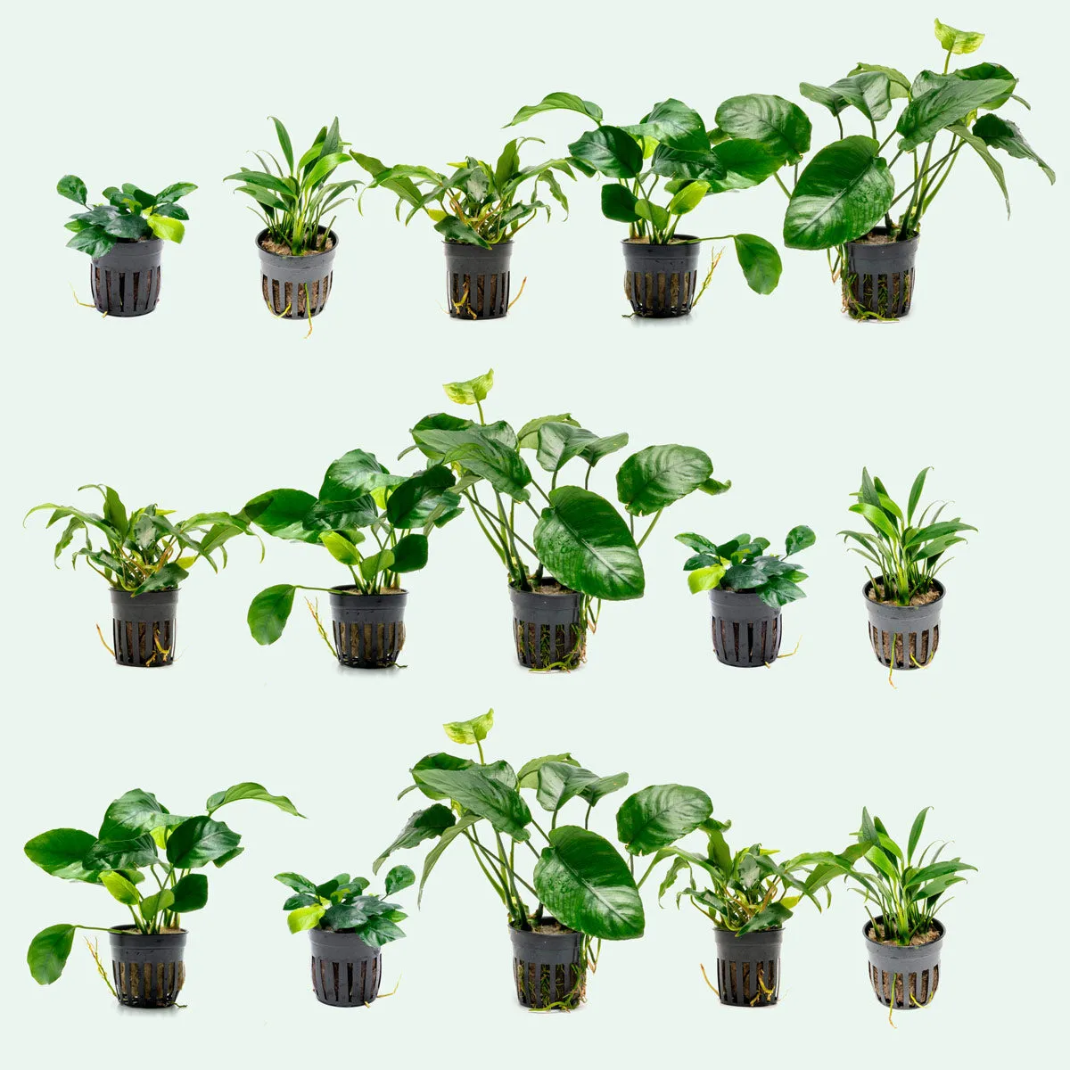 Assorted Anubias Bundle