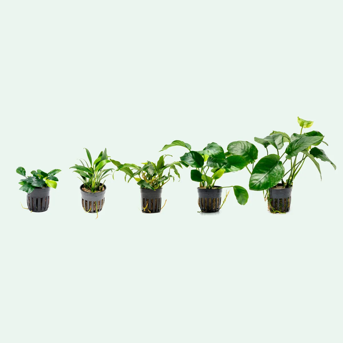 Assorted Anubias Bundle