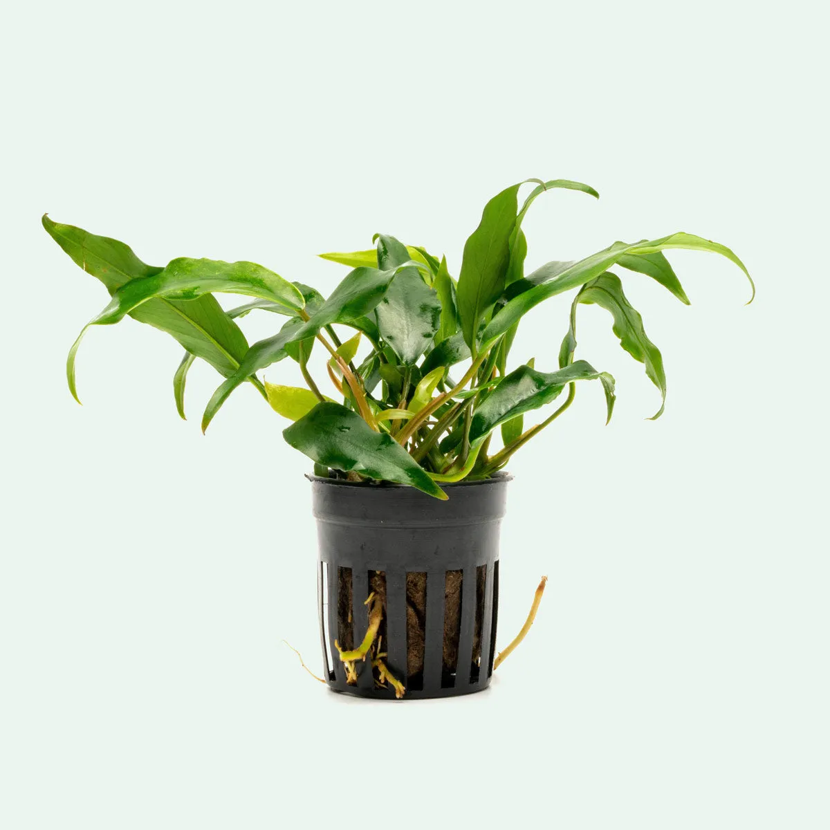 Assorted Anubias Bundle