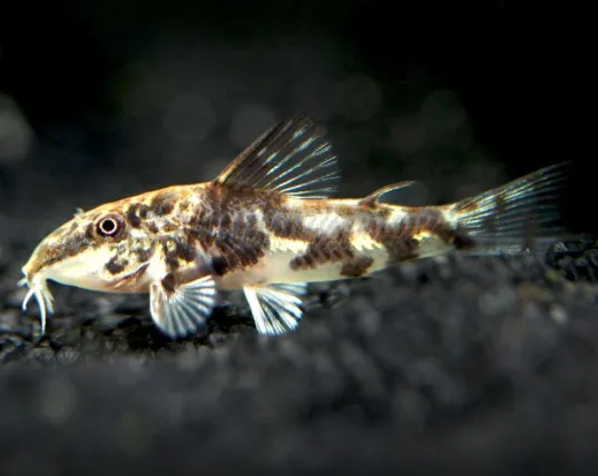 Corydoras (Banded / Scleromystax barbatus)