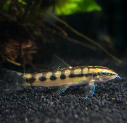 Dwarf Chain Loach (Moderate Snail Eater)