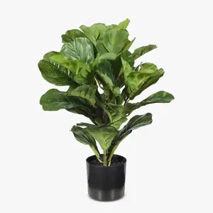 Fiddle Leaf Plant