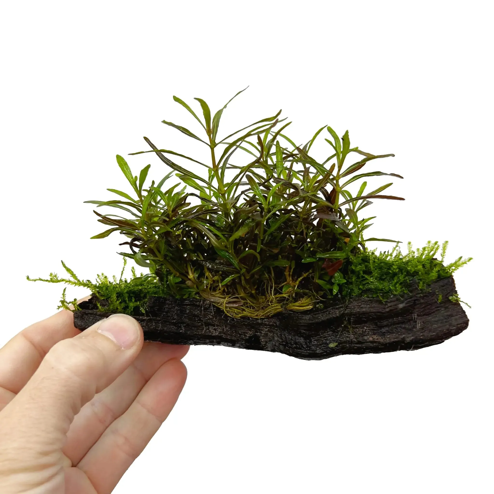 Hygrophila araguaia on Driftwood with Moss