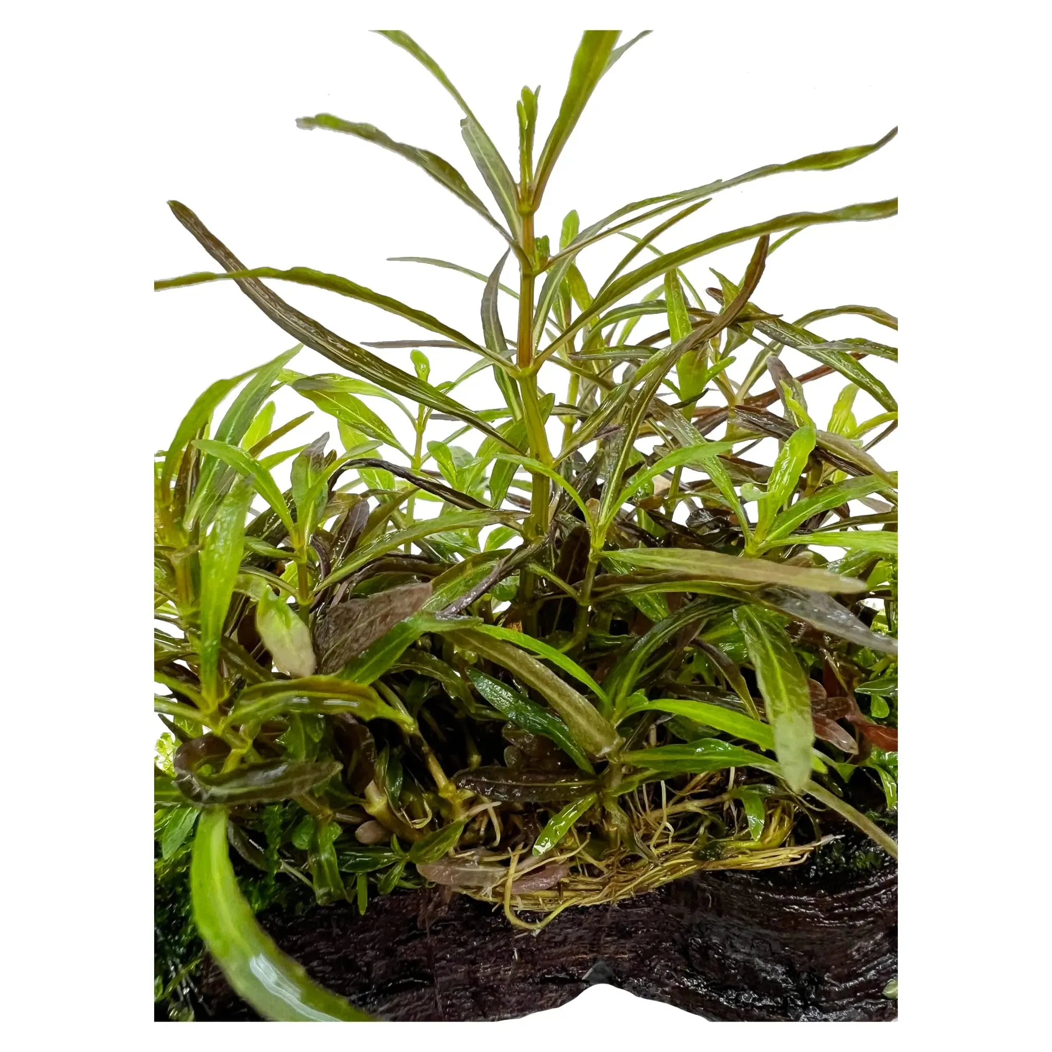 Hygrophila araguaia on Driftwood with Moss