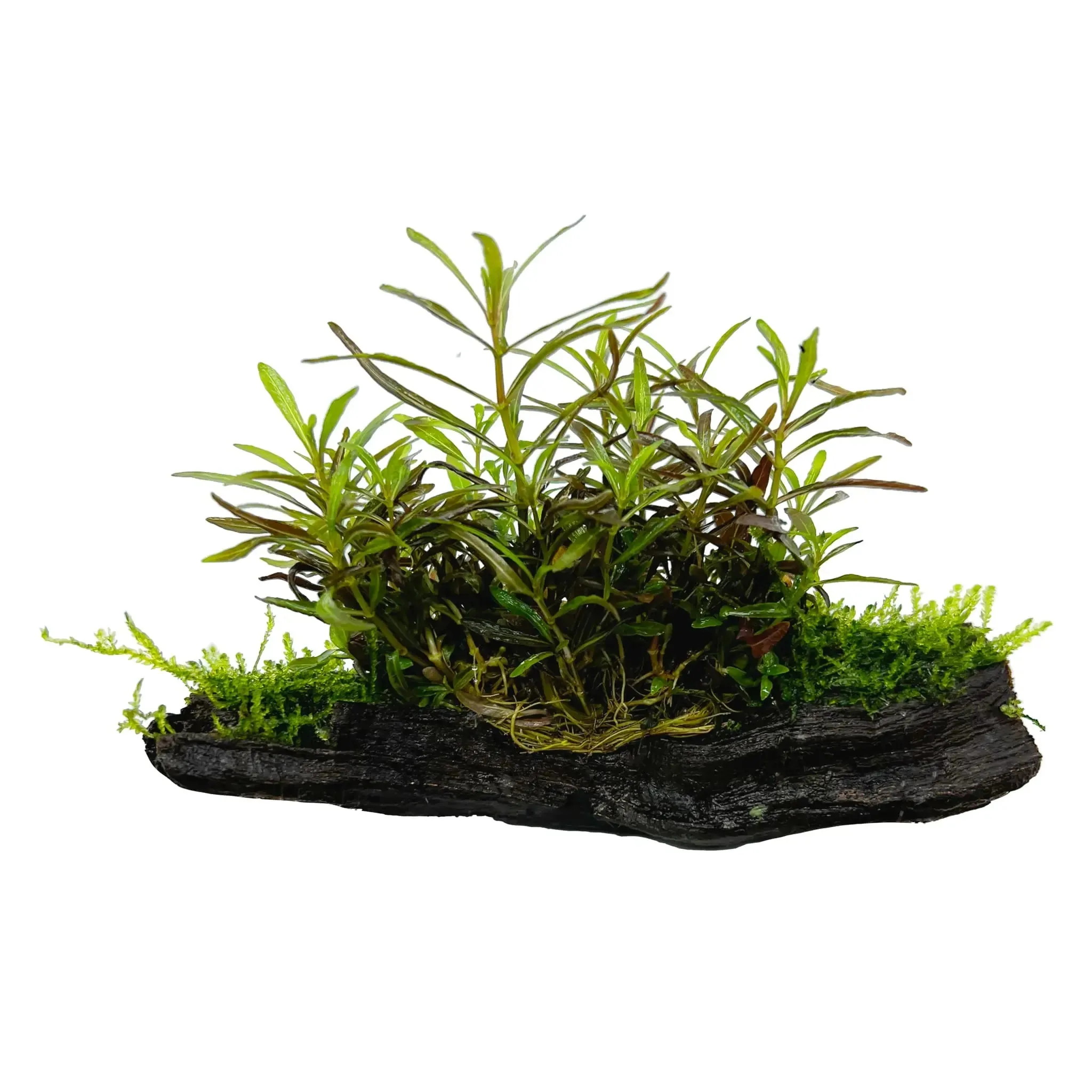 Hygrophila araguaia on Driftwood with Moss