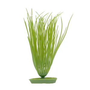 Marina Hairgrass Plant