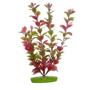 Marina Red Ludwigia Plant