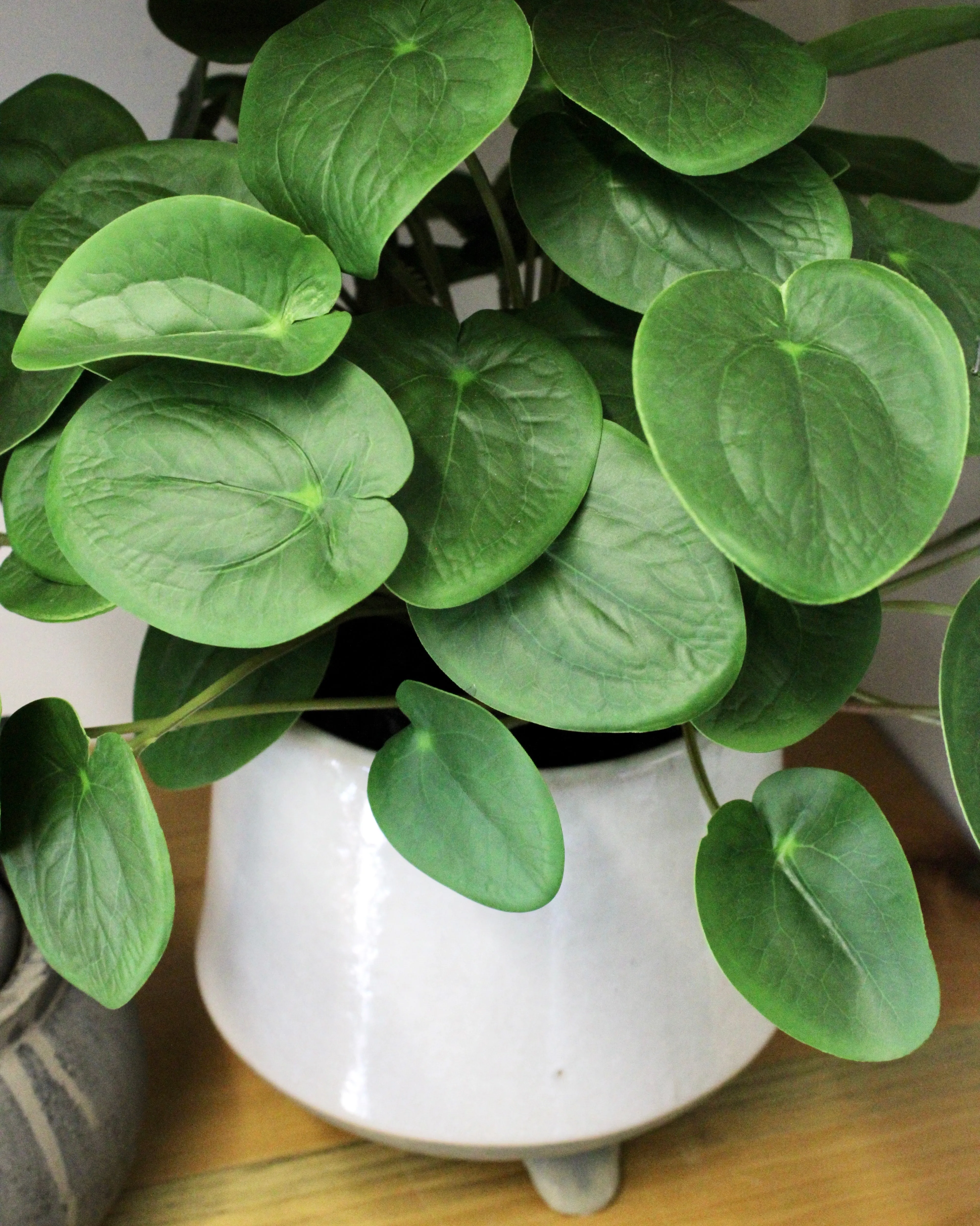 Potted Pilea