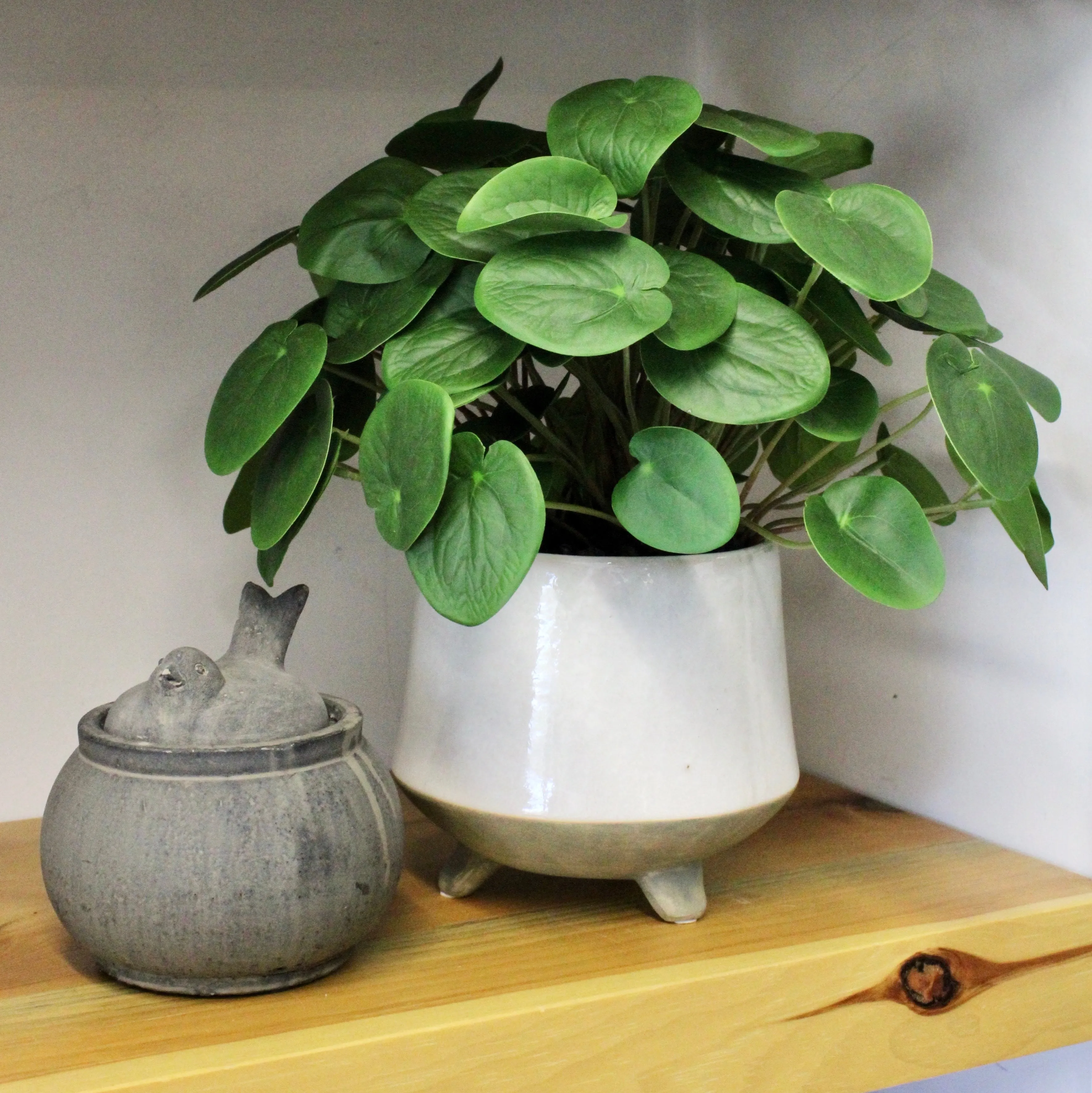 Potted Pilea