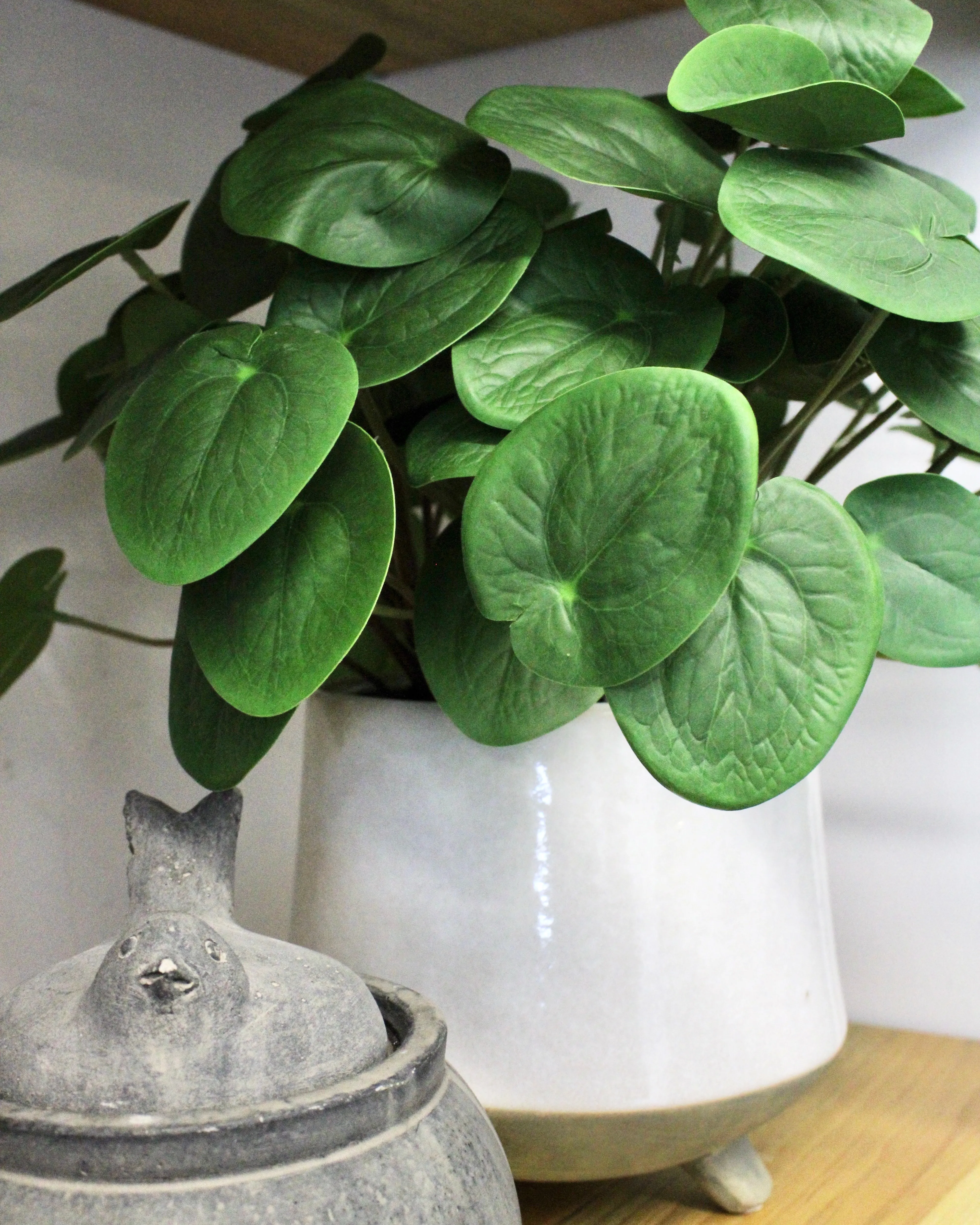 Potted Pilea