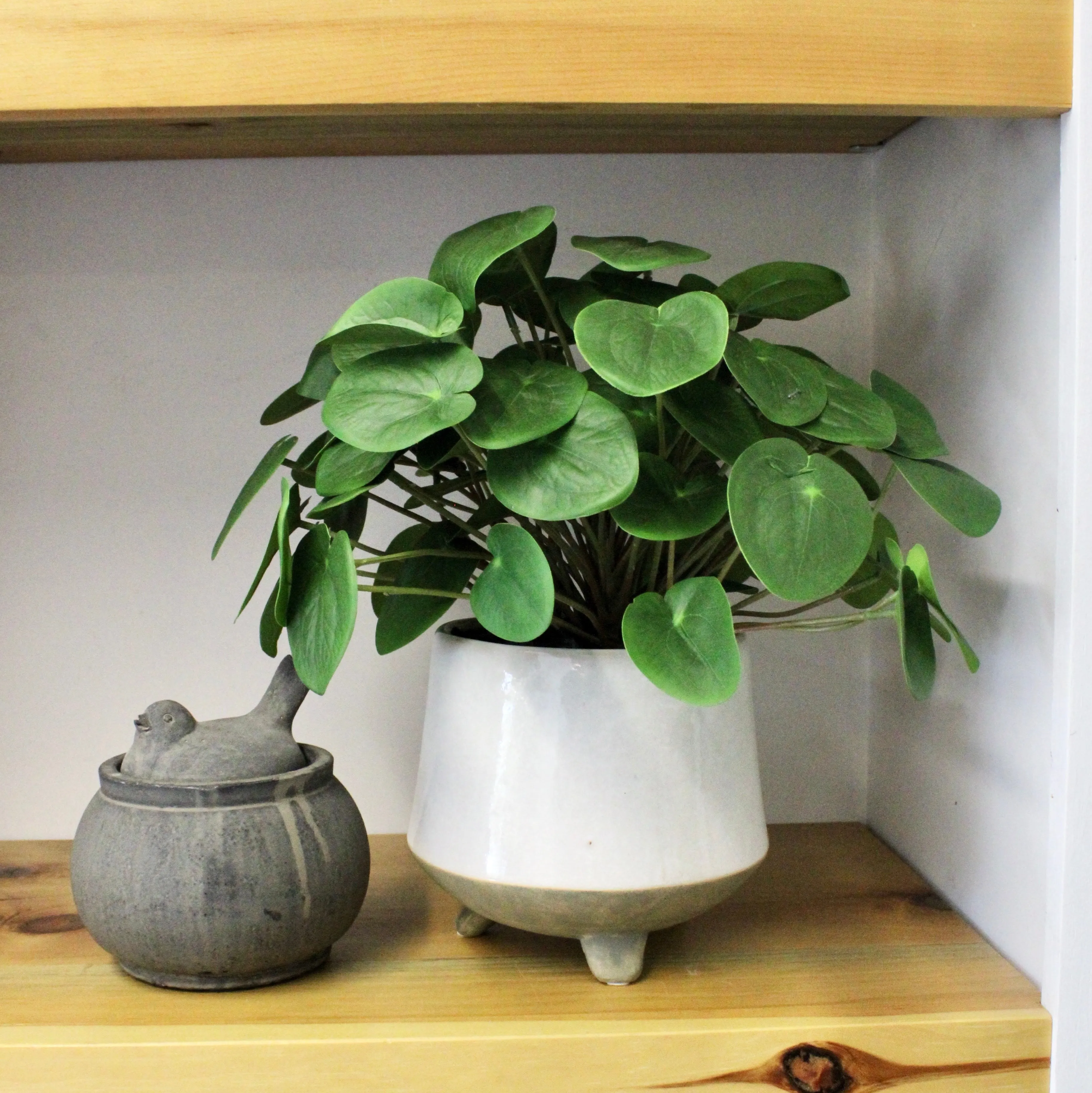 Potted Pilea