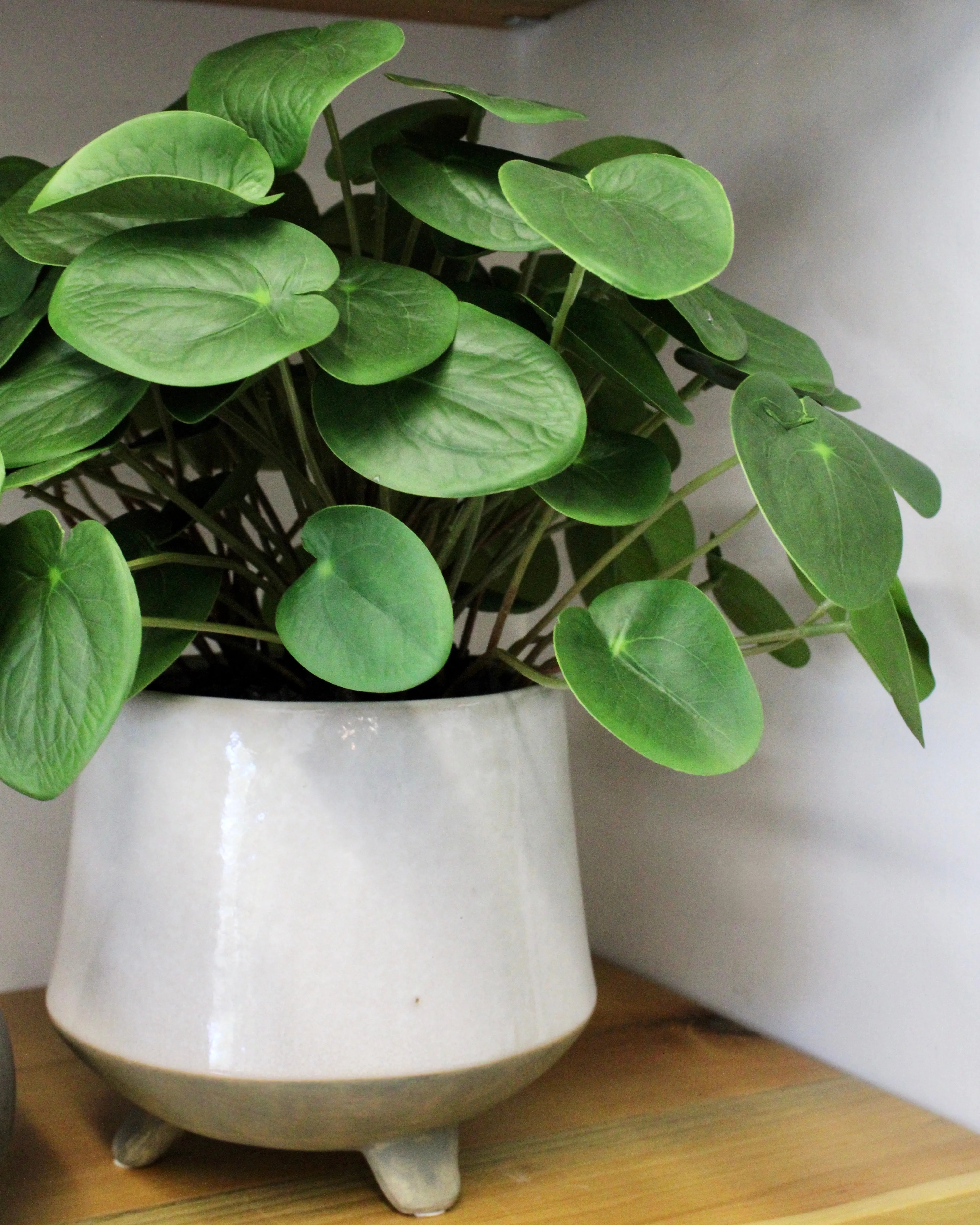 Potted Pilea