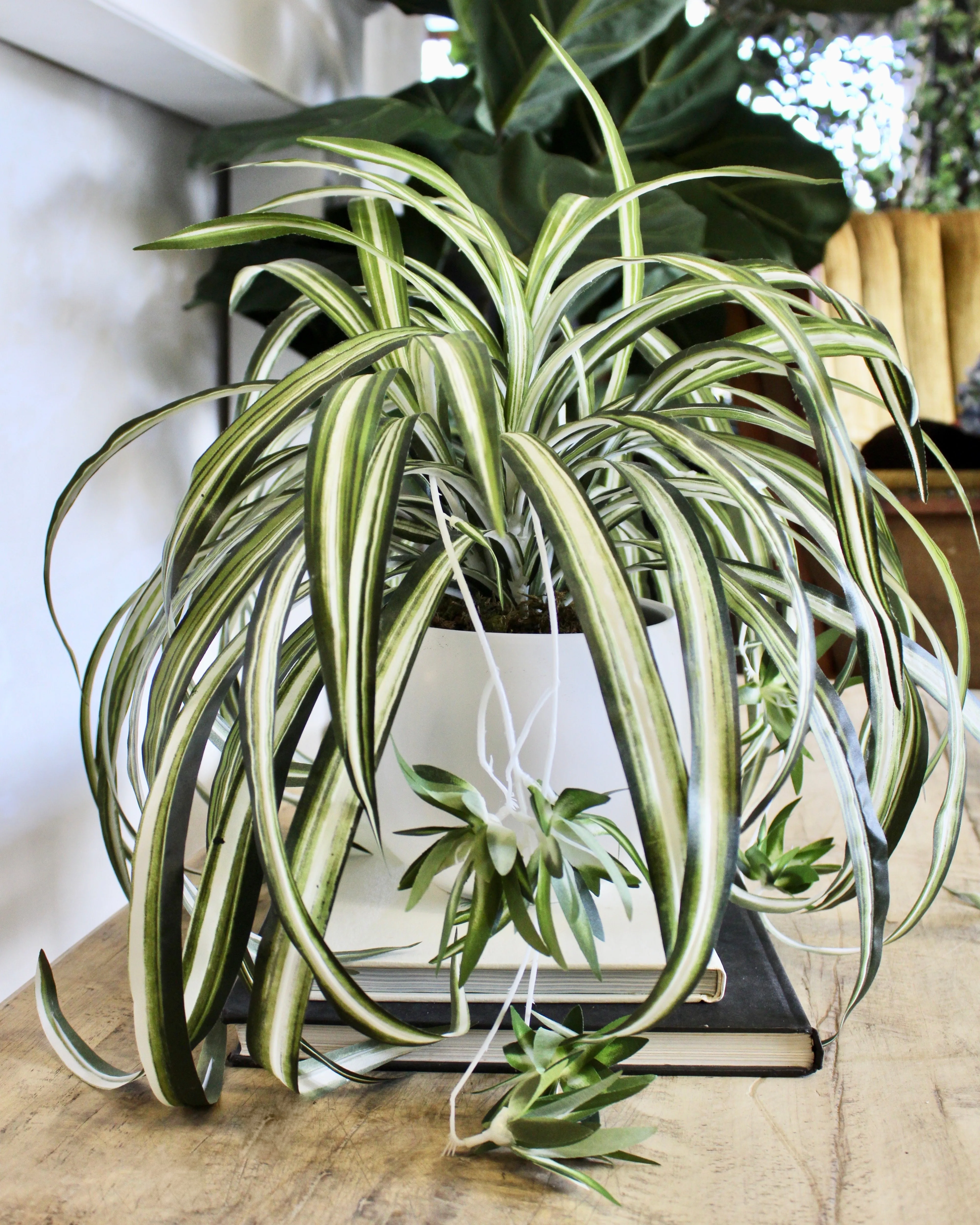 Potted Spider Plant