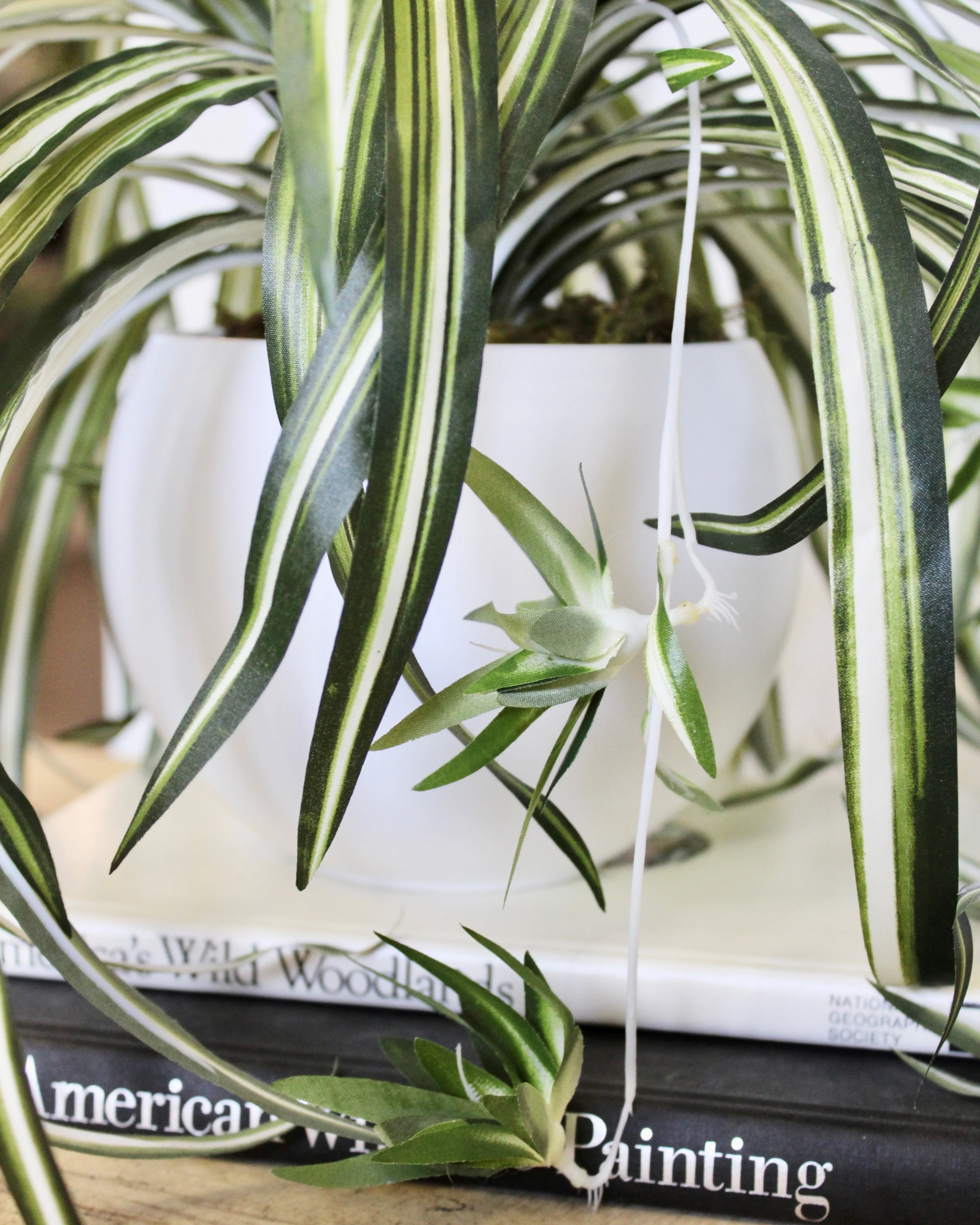 Potted Spider Plant