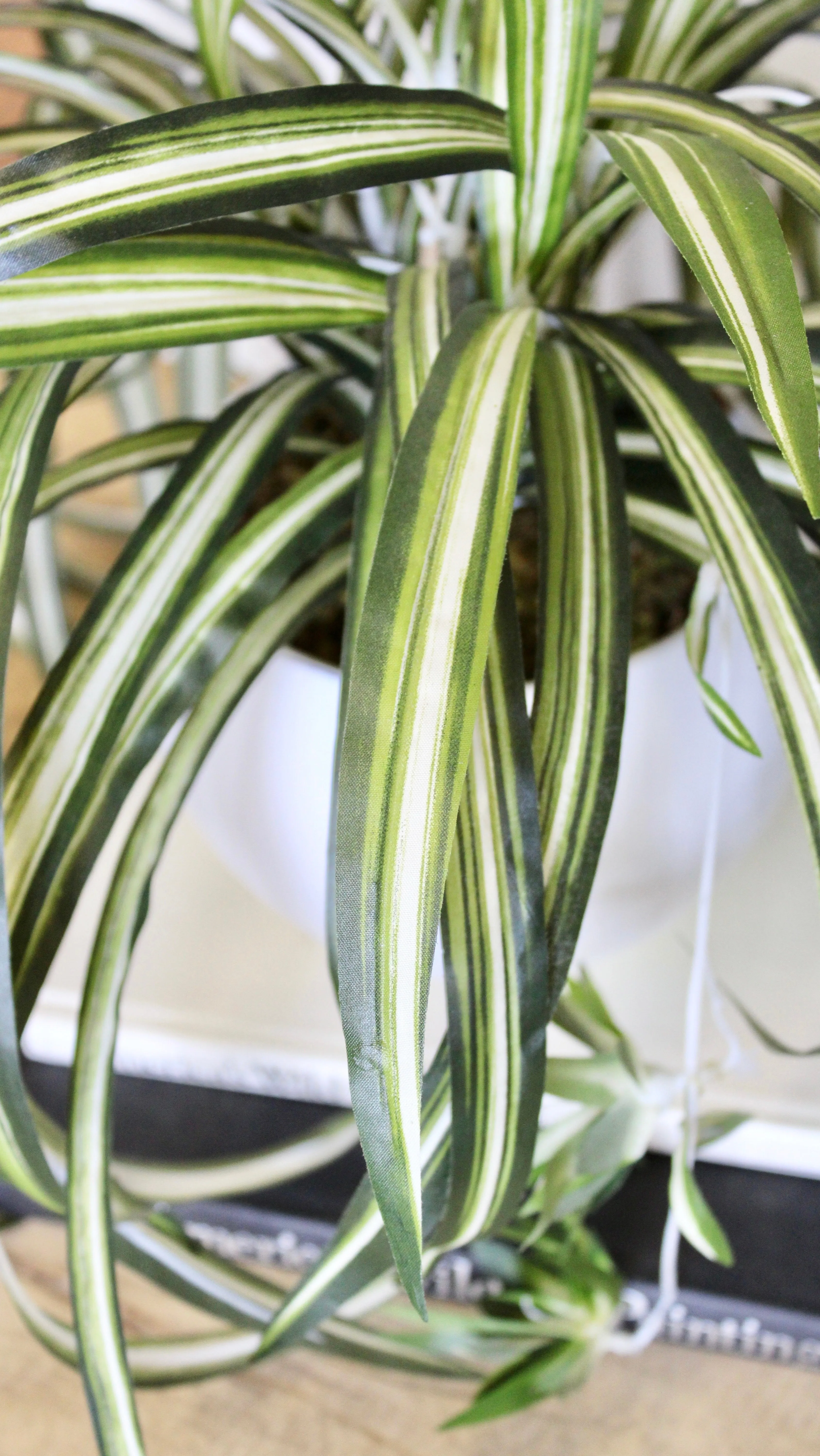 Potted Spider Plant