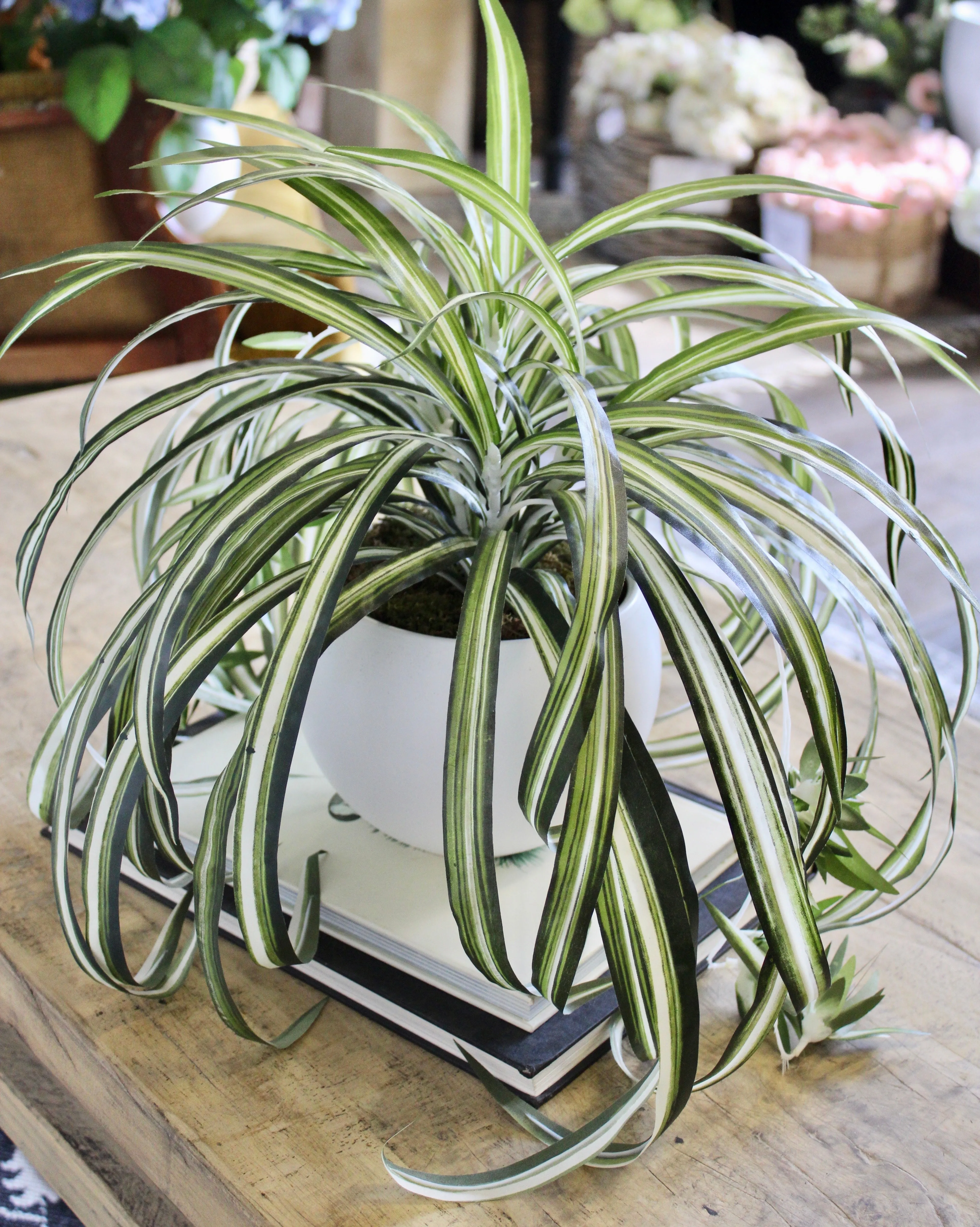 Potted Spider Plant