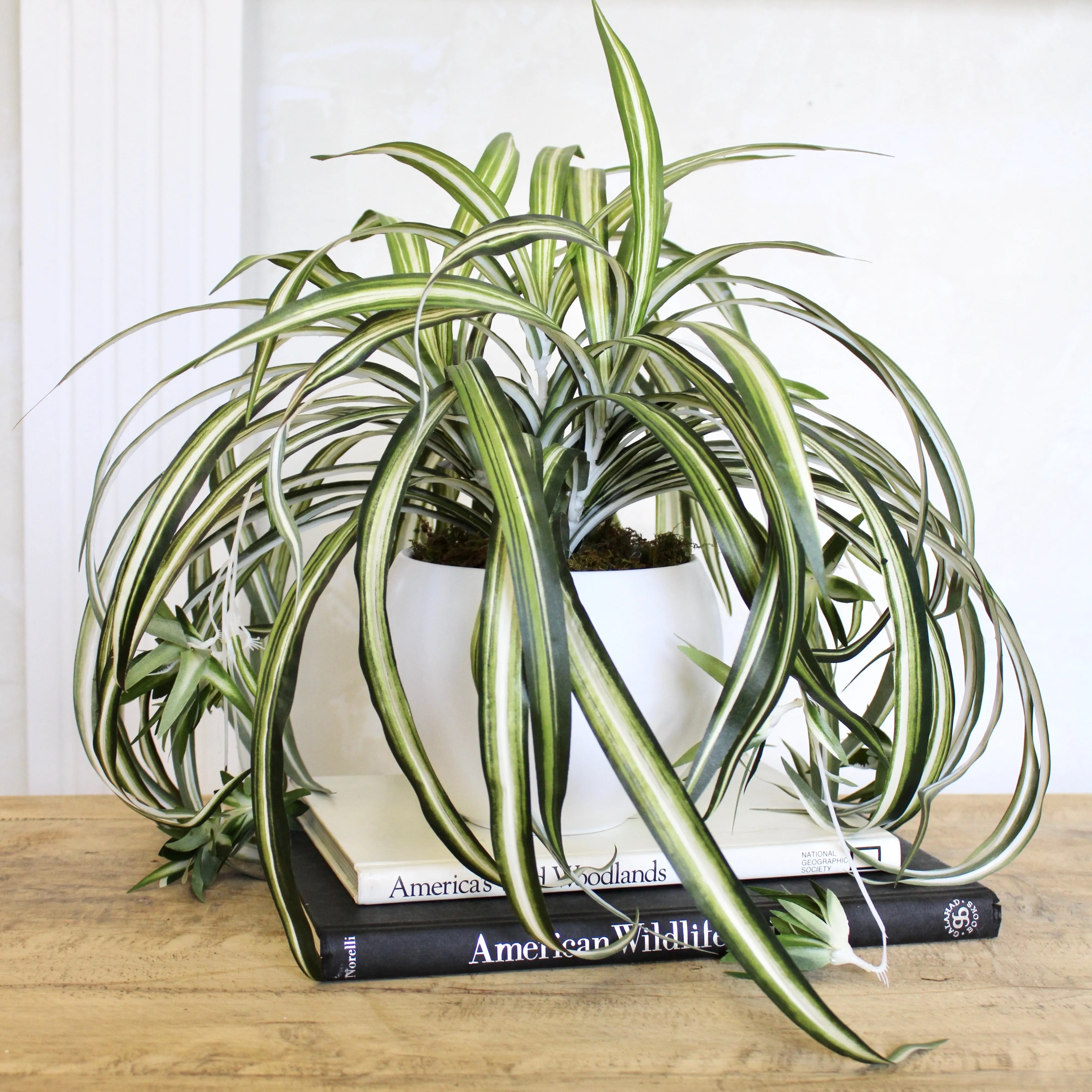 Potted Spider Plant