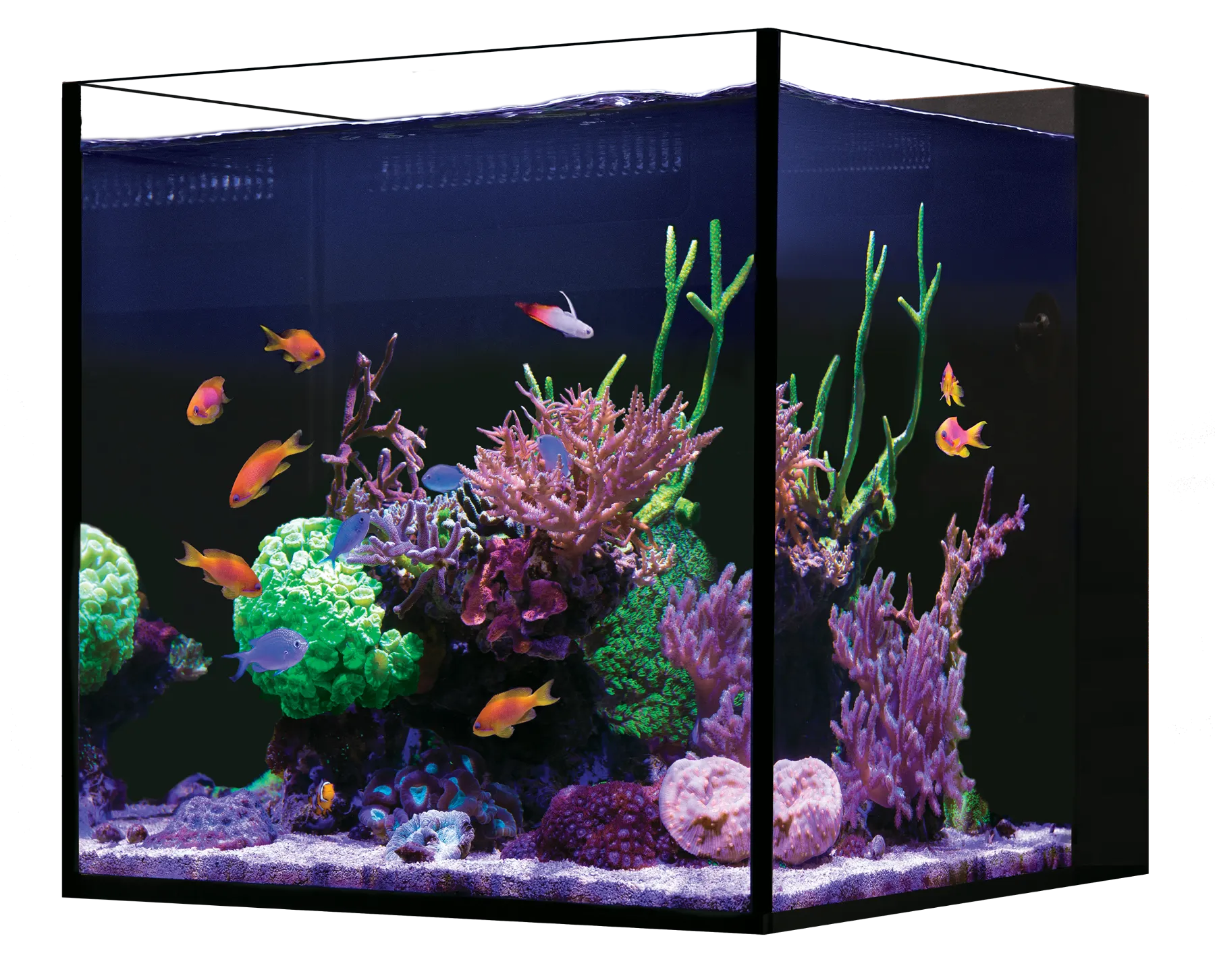 Red Sea Desktop Cube Tank 70L/18.5G - SPECIAL ORDER