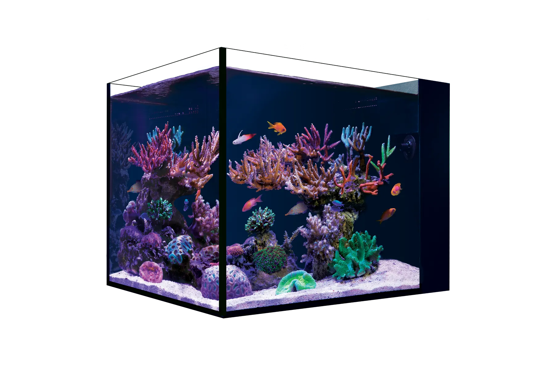 Red Sea Desktop Peninsula Tank - SPECIAL ORDER