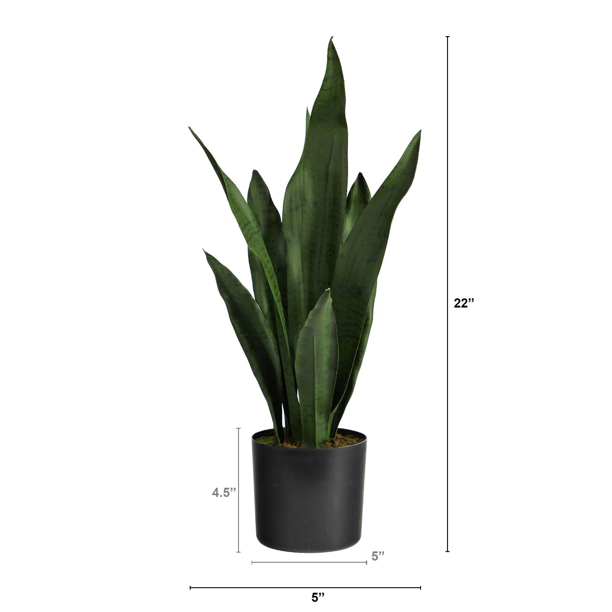 sansevieria