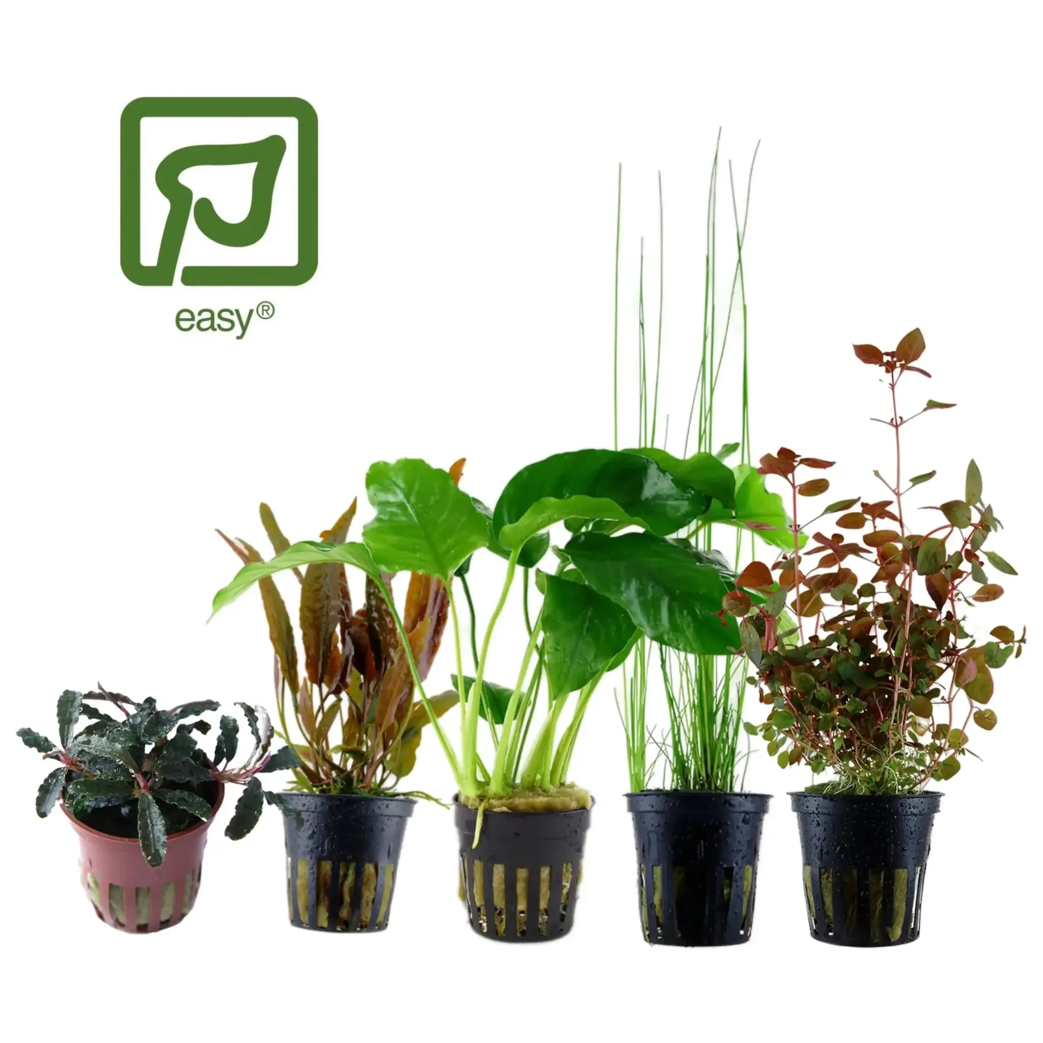 Tropica Easy Growing Aquarium Plants Bundle - 5 Plants for Beginners