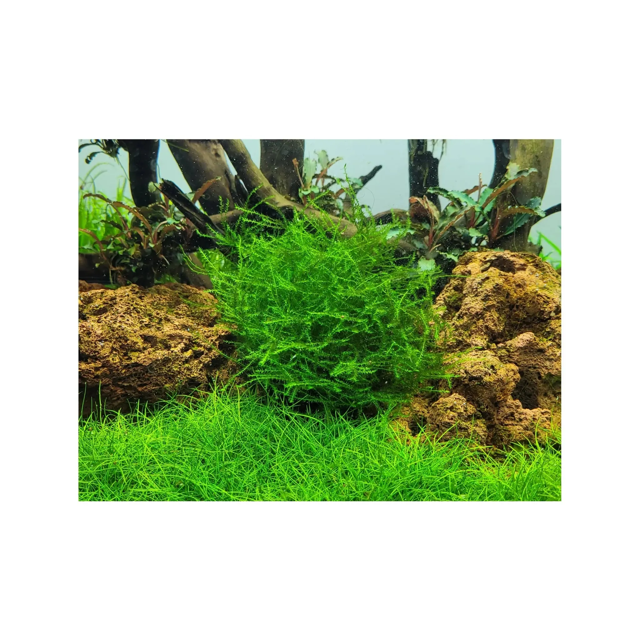 Tropica Leptodictyum riparium 1-2-GROW!