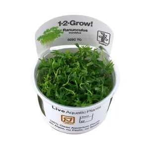 Tropica Ranunculus indatus 1-2-Grow!