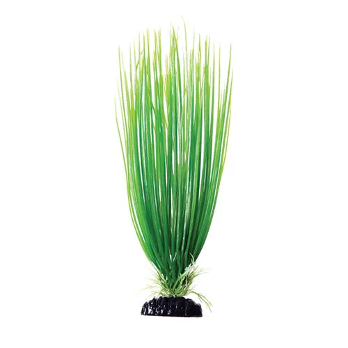 Underwater Treasures Green Hairgrass Plant