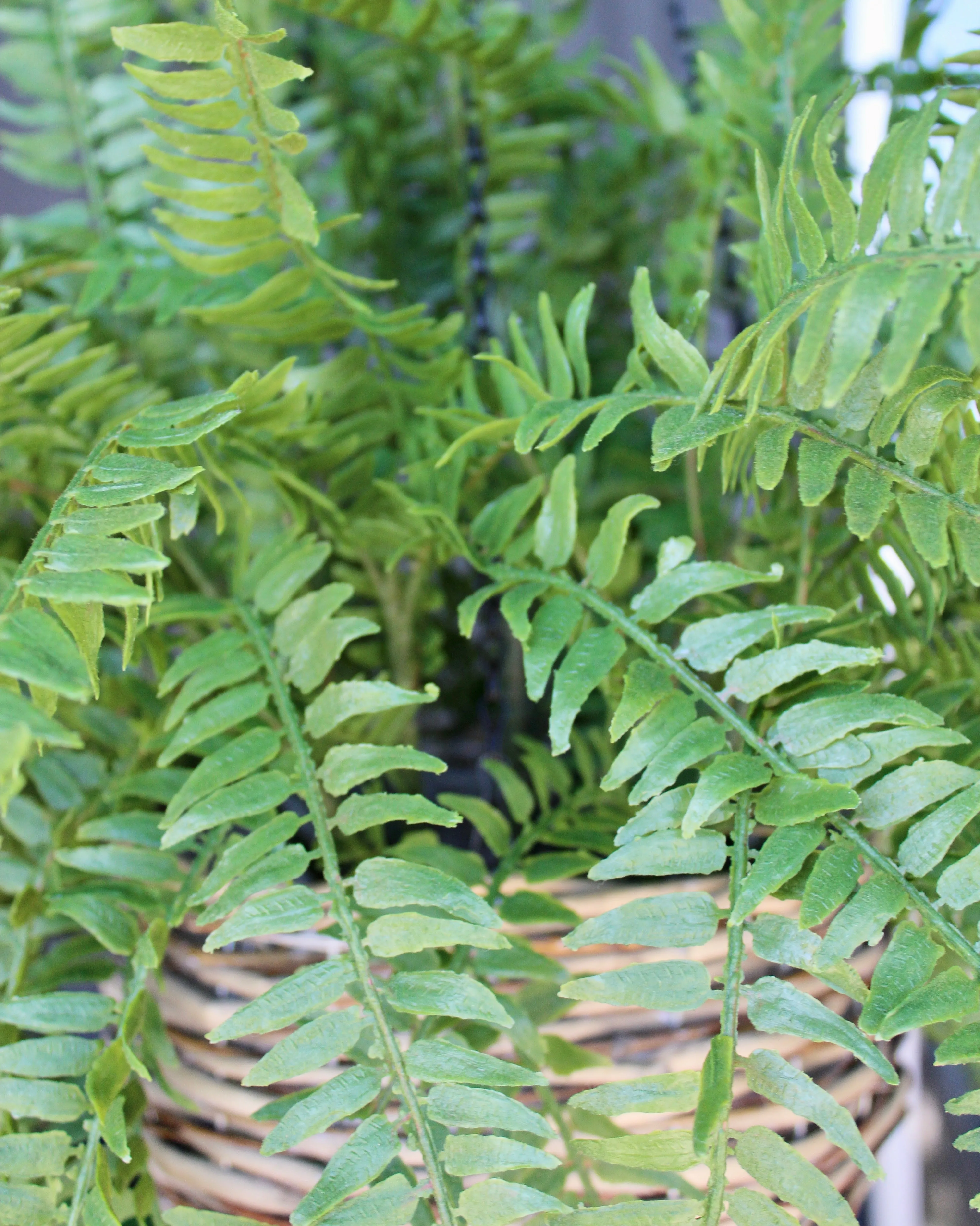 Western Sword Fern Bush