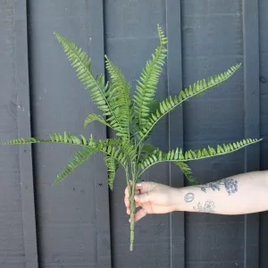 Western Sword Fern Bush