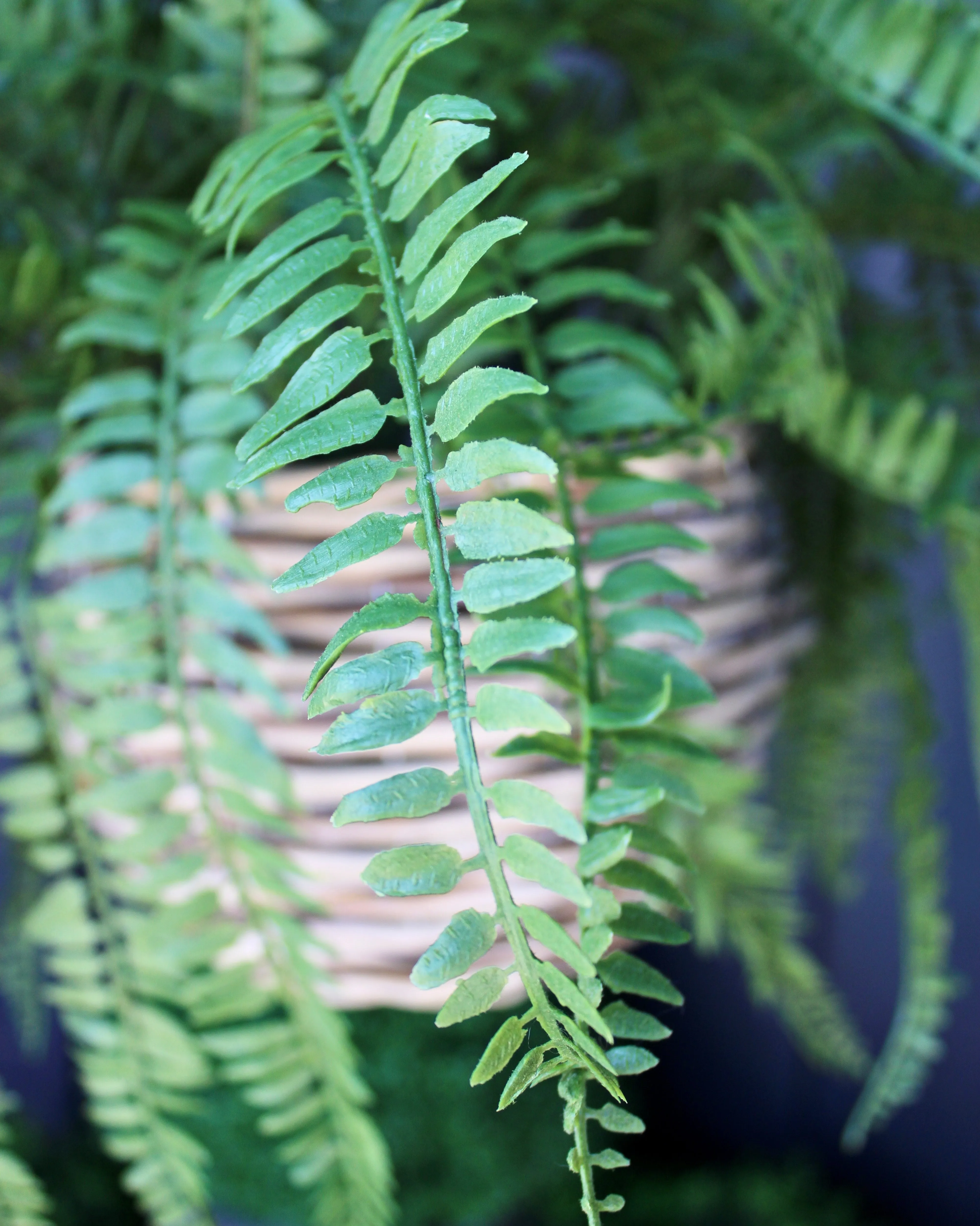 Western Sword Fern Bush