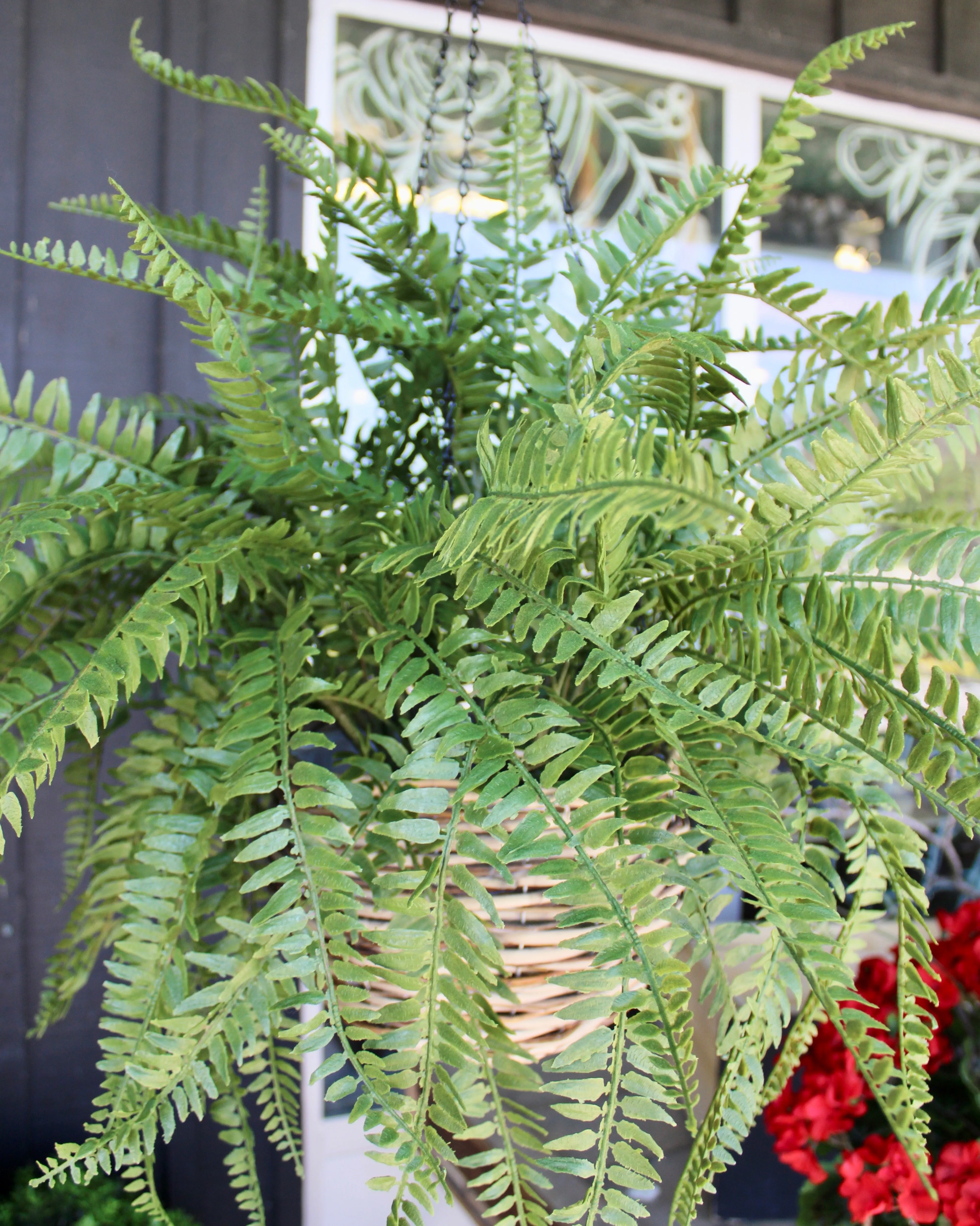 Western Sword Fern Bush