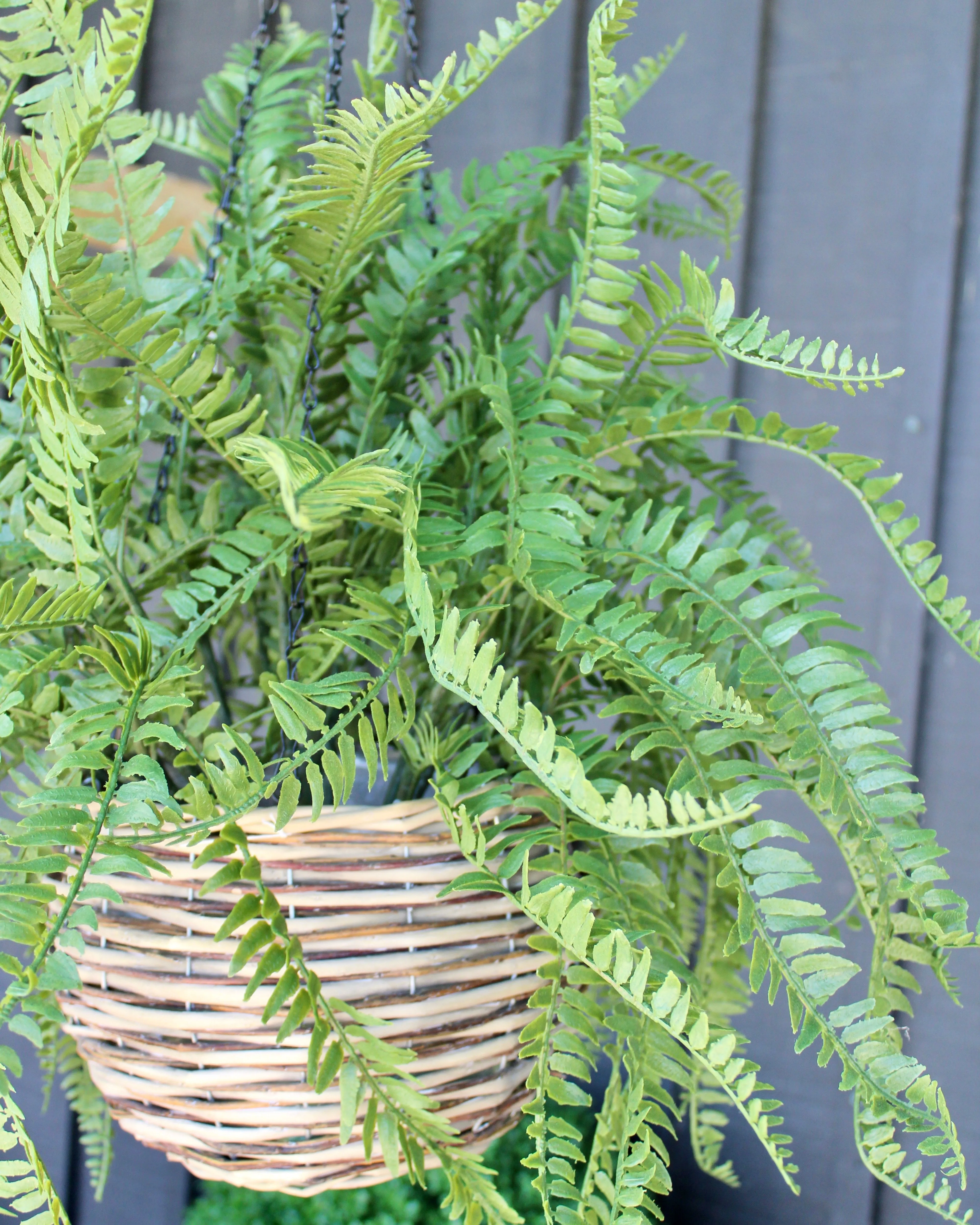 Western Sword Fern Bush