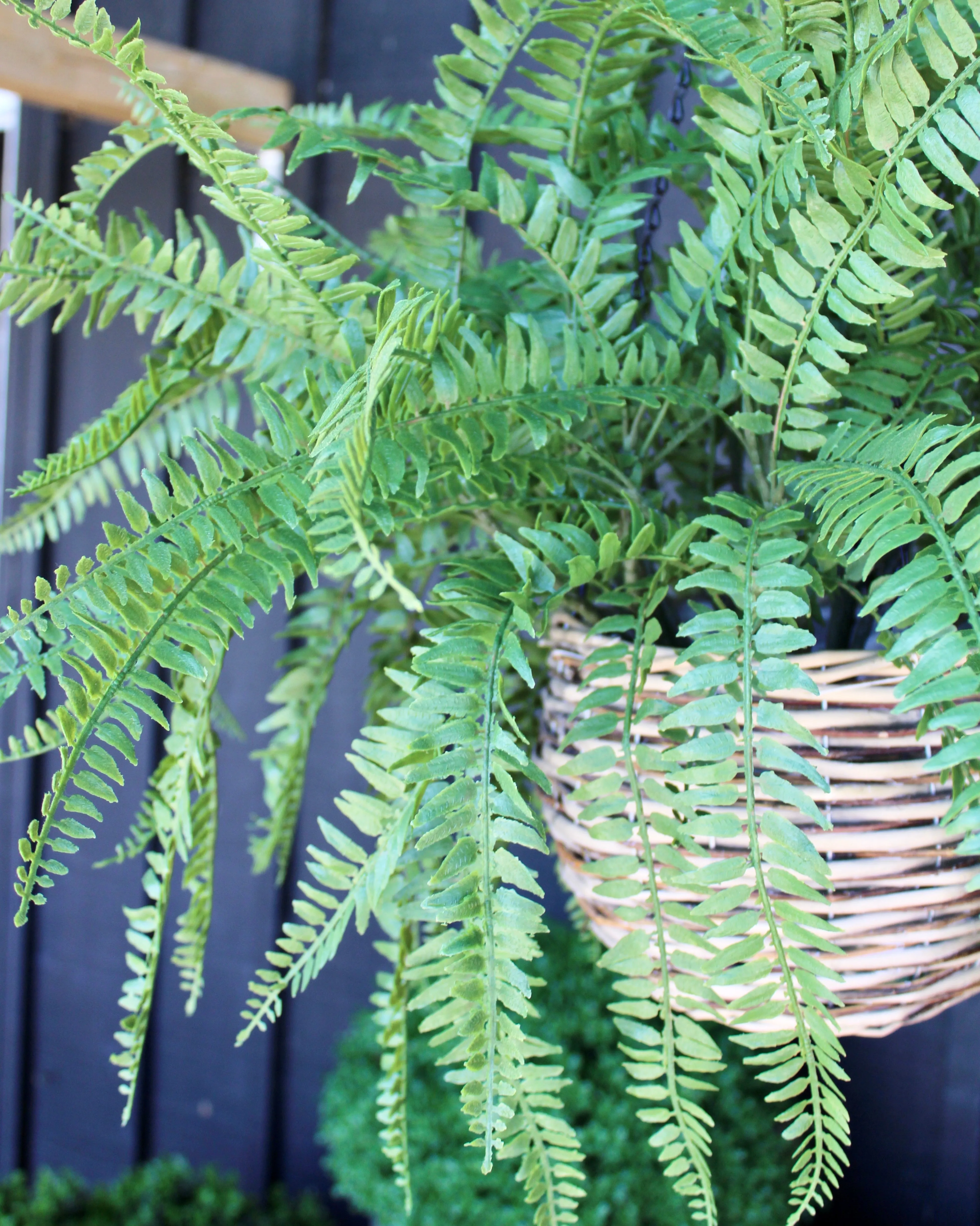 Western Sword Fern Bush